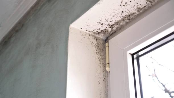 Best Certified Mold Removal  in Rolla, MO