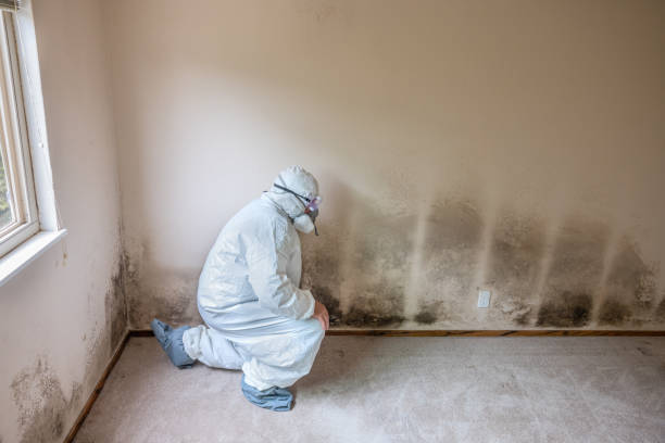 Best Residential Mold Removal  in Rolla, MO
