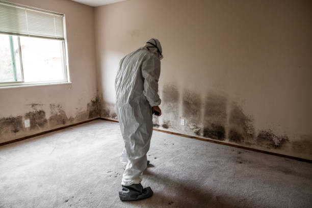Best Crawl Space Mold Removal  in Rolla, MO