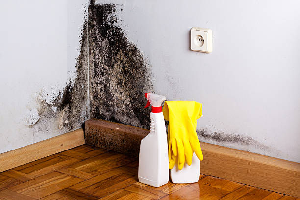 Best Professional Mold Removal  in Rolla, MO