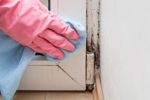Best Attic Mold Removal  in Rolla, MO