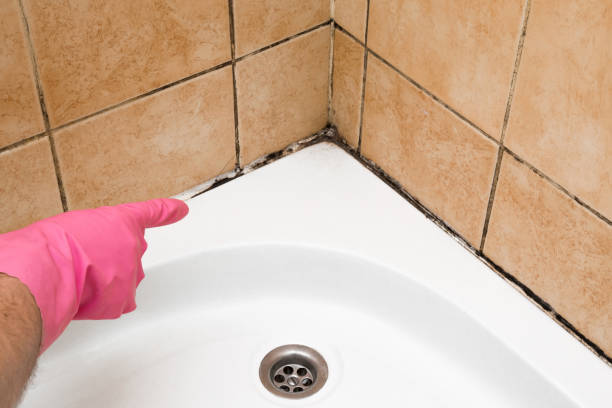 Best Mold Testing  in Rolla, MO